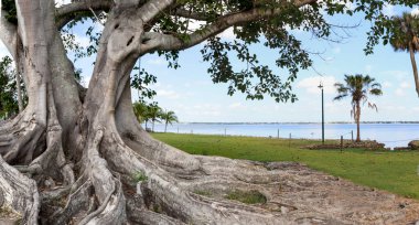 Kahverengi yünlü incir ağacı Ficus drupacea Bonita Beach, Florida 'da