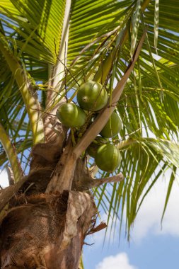 Hindistan cevizi palmiyesi Cocos nucifera İlkbaharda Florida 'nın güneybatısında, Hindistan cevizleriyle dolu.