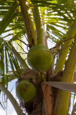 Hindistan cevizi palmiyesi Cocos nucifera İlkbaharda Florida 'nın güneybatısında, Hindistan cevizleriyle dolu.
