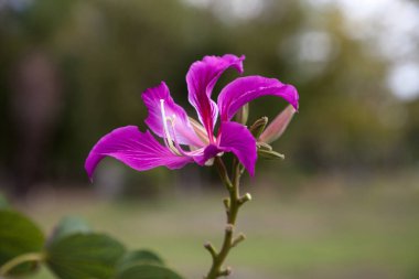 Hong Kong orkide çiçeği Bauhinia Blakeana Güneybatı Florida 'da bir ağaçta.