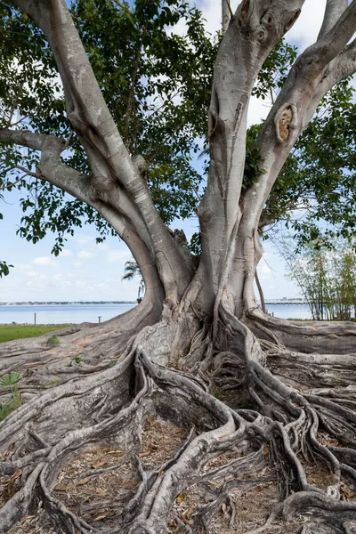 Brown Woolly Fig Tree Ficus Drupacea Bonita Beach Florida — Stock Photo, Image