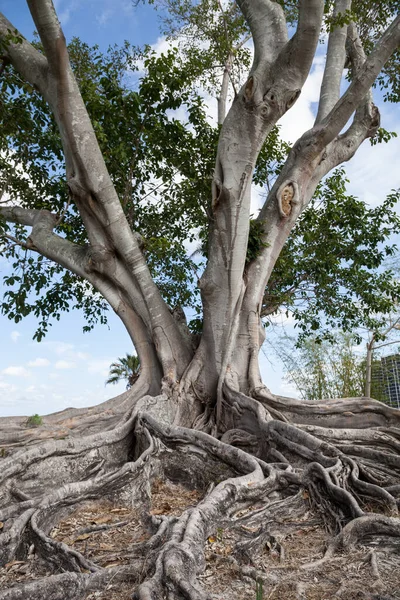 Brown Woolly Fig Tree Ficus Drupacea Bonita Beach Florida — Stock Photo, Image