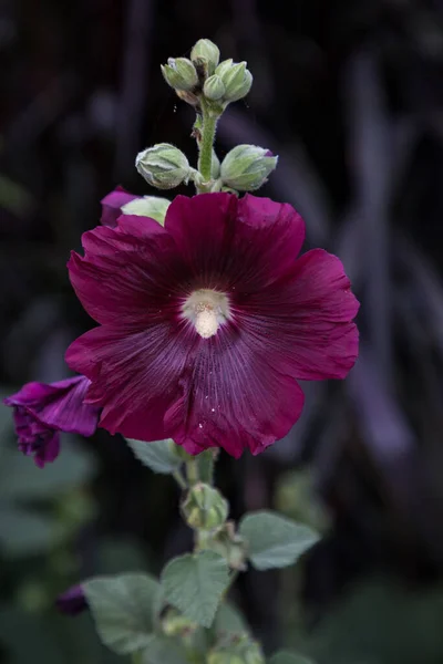 Koyu Kırmızı Gülhatmi Çiçeği Alcea Rosea Baharda Florida Bahçesinde Çiçek — Stok fotoğraf
