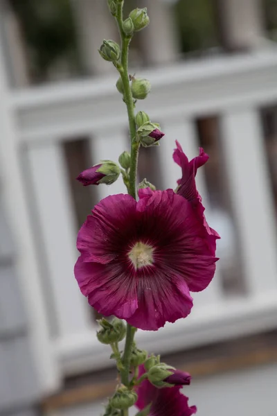 Flor Hollyhock Vermelho Escuro Alcea Rosea Florescendo Jardim Flórida Primavera — Fotografia de Stock