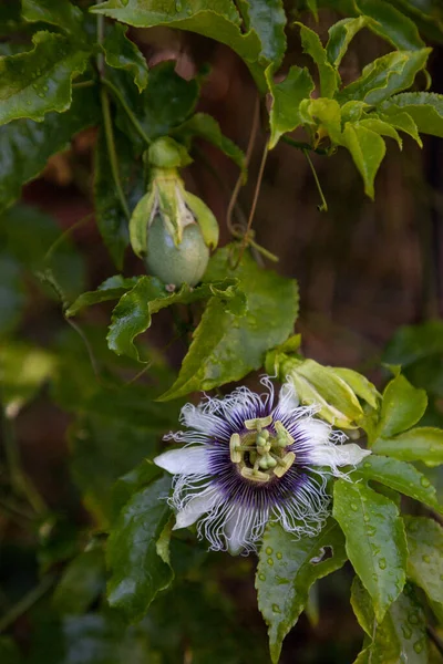Passion flower and fruit producing in southwest Florida in spring.
