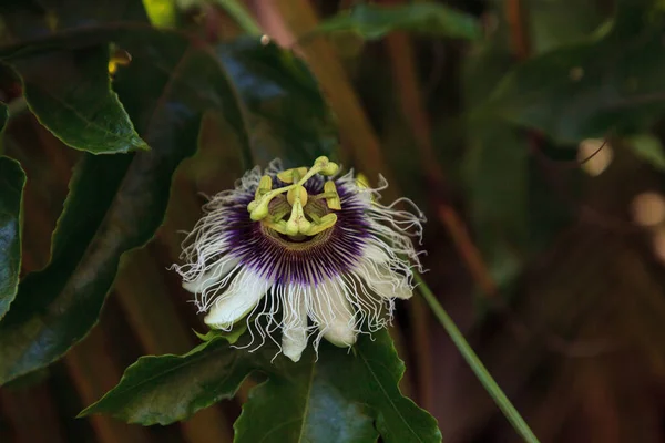 Florida Nın Güneybatısında Bahar Aylarında Tutku Çiçeği Meyve Üretiliyor — Stok fotoğraf
