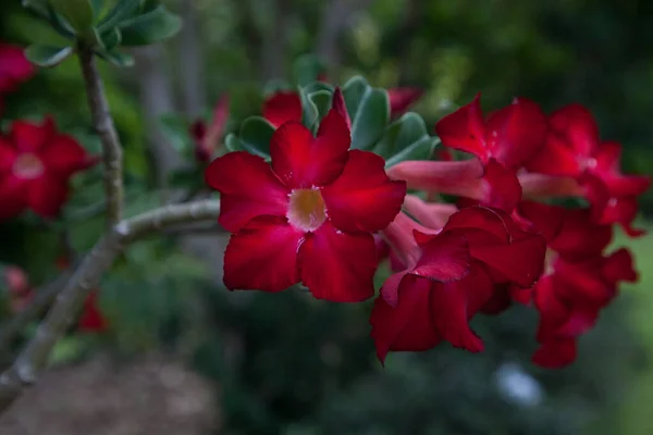 今年春天 佛罗里达的一个花园盛开了红色的沙漠玫瑰 — 图库照片