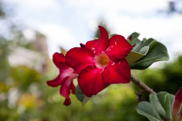 Vörös Sivatag Rózsa Adenium Elhízás Virágzik Egy Floridai Kertben Tavasszal — Stock Fotó