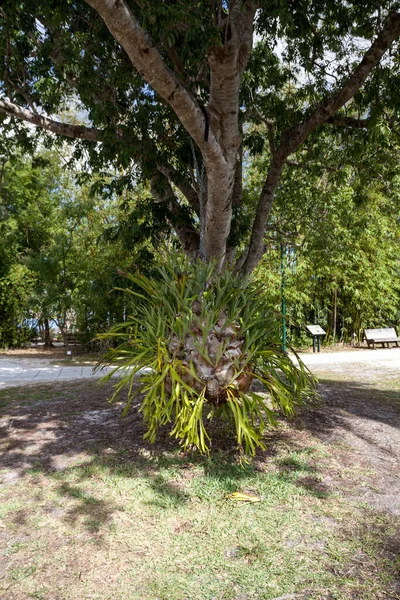 Large Staghorn Fern Platycerium Hangs Tree Southwest Florida — Stock Photo, Image