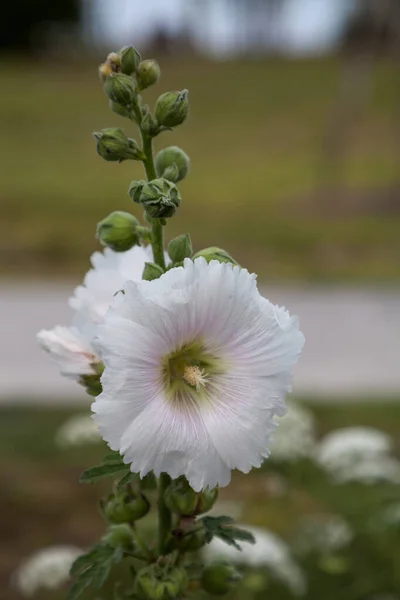 Sekizinci Henry Olarak Bilinen Alcea Rosea Çiçeği Baharda Florida Bahçesinde — Stok fotoğraf
