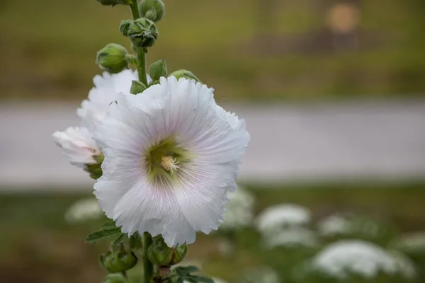 Sekizinci Henry Olarak Bilinen Alcea Rosea Çiçeği Baharda Florida Bahçesinde — Stok fotoğraf