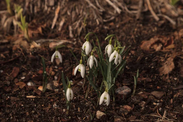 Sneeuwklokbloemen Bloeien Het Voorjaar Cape Cod Massachusetts — Stockfoto