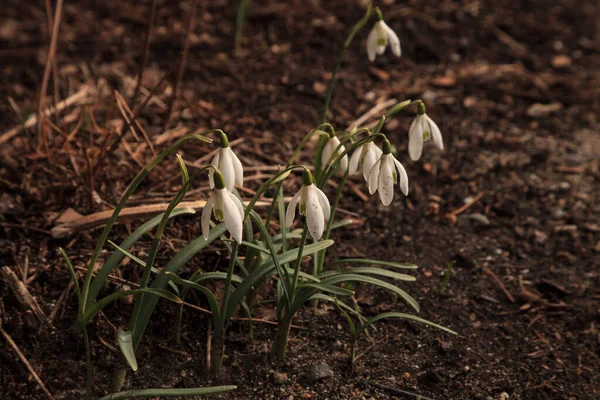Snödroppe Blommor Blommar Våren Cape Cod Massachusetts — Stockfoto