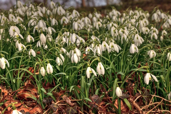 Flores Gota Nieve Florecen Primavera Cape Cod Massachusetts —  Fotos de Stock