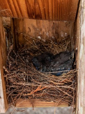 Doğudaki mavi kuşlardan Sialia Sialis baharda Sarasota, Florida 'da bir kuş yuvasında yumurtadan çıkıyor..