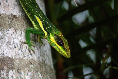 Küba Şövalyesi Anole Anolis Ekinstris, Güneybatı Florida 'da bir palmiye ağacına tünediği sırada çiğ lapasını sergiliyor..