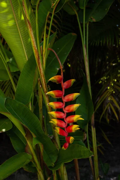 Lobster claw heliconia Heliconia rostrata red and yellow flower dangles in a tropical garden