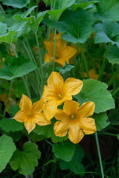 Θερινό Σκουός Κίτρινο Λουλούδι Ένα Λαχανόκηπο Την Άνοιξη — Φωτογραφία Αρχείου