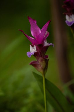 Mor kızılcık çiçeği Siyam kırmızısı Curcuma alismatifolia Florida 'da bir botanik bahçesinde çiçek açtı