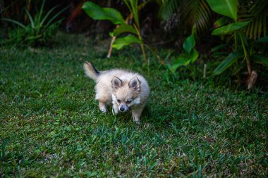 Küçük Pomeranya köpeği baharda tropik bir bahçedeki yeşil otları kokluyor..