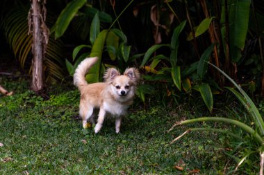 Florida 'da yeşil bir bahçede oynayan Pomeranian Chihuahua karışımını uyarın..