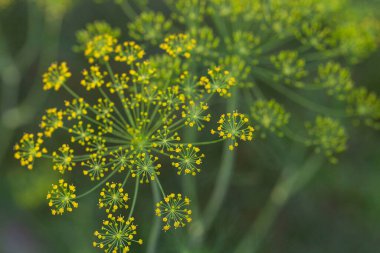 Sarı çiçek bir dereotunun üzerinde açar. Anethum, sonbaharda organik bir bahçede mezarlığa gömülür..