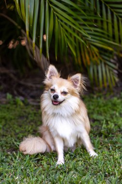 Pomeranya Chihuahua köpeği gündüzleri tropik bir bahçede oturur ve gülümser..