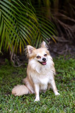 Pomeranya Chihuahua köpeği gündüzleri tropik bir bahçede oturur ve gülümser..