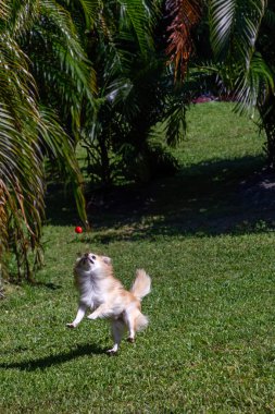 Zıplayan Pomeranya Chihuahua köpeği gün boyunca tropik bir bahçede topla oynar..