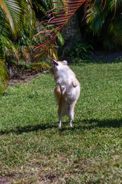 Zıplayan bir Pomeranya Chihuahua köpeğinin üzerindeki palmiye yaprağı gün boyunca tropikal bir bahçede oynar..