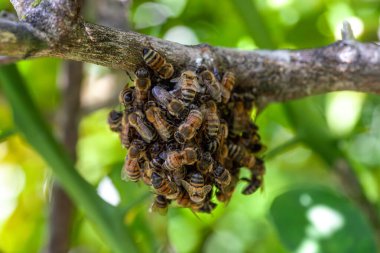Avrupalı bal arıları Apis mellifera kümesi güneybatı Florida 'da bir kovan oluşturmak için bir limon ağacının gövdesine üşüşür..