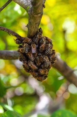 Avrupalı bal arıları Apis mellifera kümesi güneybatı Florida 'da bir kovan oluşturmak için bir limon ağacının gövdesine üşüşür..