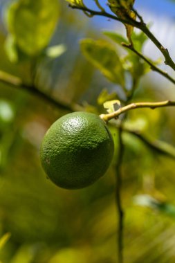 Green unripe Meyer lemon Citrus meyeri on a tree in an organic garden in summer. clipart