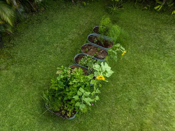 stock image Raised garden beds filled with vegetables and flowers in a tropical garden in summer.