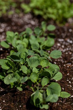 Brüksel filizleri sonbaharda organik bir sebze bahçesinde yetişir..