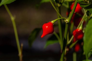 Tatlı biber damlaları yazın organik sebze bahçesinde yetişir..