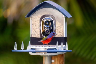 Male painted bunting, Passerina ciris, on a bird camera feeder in a garden. clipart