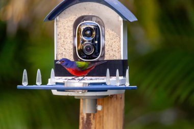 Bright Male painted bunting, Passerina ciris, on a bird camera feeder in a garden. clipart