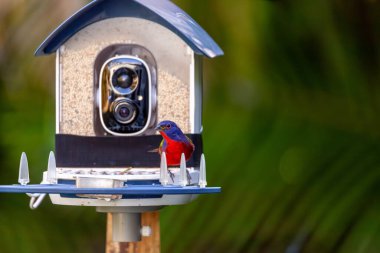 Bright Male painted bunting, Passerina ciris, on a bird camera feeder in a garden. clipart