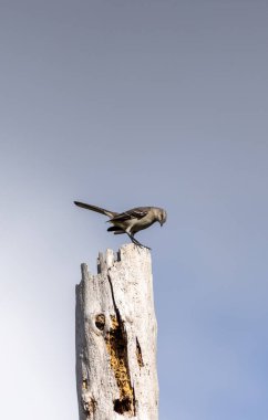 Kuzey alaycı kuşu Mimus polyglottos Florida 'nın güneybatısındaki ölü bir ağacın tepesinde duruyor..