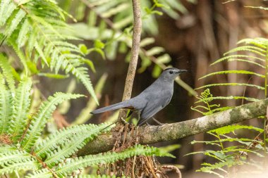 Gray catbird Dumetella carolinensis perches on a tree in Southwest Florida. clipart