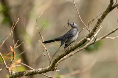Güneybatı Florida 'da bir ağaçta gri kedi kuşu Dumetella carolinensis tünemektedir..