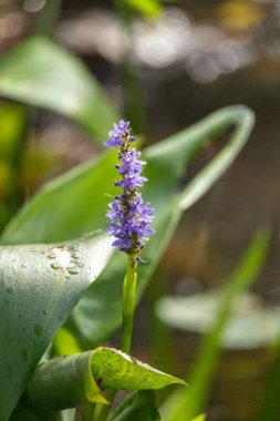 Pickerelweed Pontederia verileri Güneybatı Florida 'da bir bataklıkta mor çiçekler açıyor..