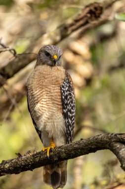 Red Shouldered Hawk Buteo lineatus perched on a tree branch in Southwest Florida. clipart