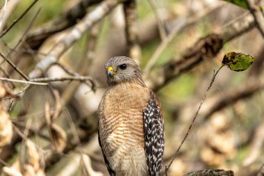 Kırmızı Omuzlu Şahin Buteo hattı güneybatı Florida 'da bir ağaç dalına tünemişti..