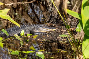 Dinlenen timsah, nam-ı diğer Timsah Missipiensis, Florida 'nın güneybatısındaki bir bataklıkta..