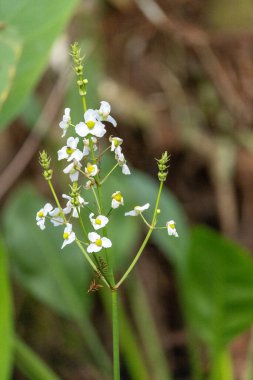 White Sagittaria trifolia blooms in the swamp of Southwest Florida. clipart