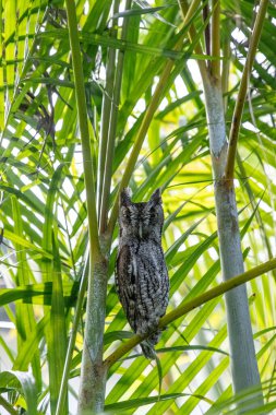 Erkek Doğu Cırtlak Baykuş Megasops asio Güney Florida 'da bir Areka palmiye yaprağına tünedi..