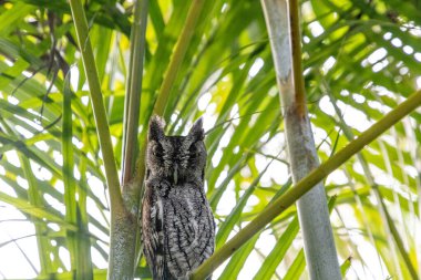 Erkek Doğu Cırtlak Baykuş Megasops asio Güney Florida 'da bir Areka palmiye yaprağına tünedi..