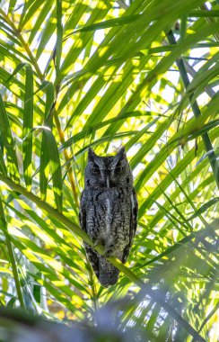 Baharda güneybatı Florida 'daki palmiye yapraklarına baykuş tüneği diksinler..
